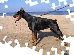 Plaża, Doberman