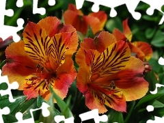 Kwiaty, Alstromerii, Czerwone