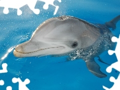 Basen, Delfin