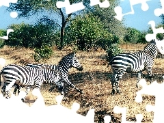 drzewa, trawy, zebry