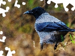Źdźbła, Trawa, Ptak