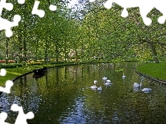 Łabędzie, Rzeka, Park, Wiosna