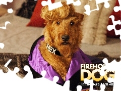 kanapa, grzywa, Firehouse Dog, pies