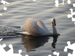 Łabędzia, Skrzydła
