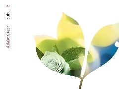 róża, liść, Adobe, grafika
