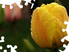 Rosy, Krople, Żółty, Tulipan
