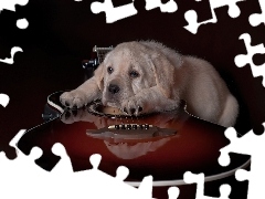 Gitara, Labrador, Smutny, Pies
