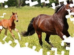 Źrebak, Koń
