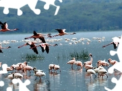 Woda, Flamingi