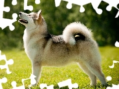 Pies, Łąka, Alaskan Malamute