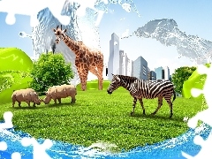 Chmur, Nosorożce, Drapacze, Zebra, Trawa, Żyrafa