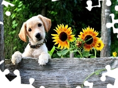 Słoneczniki, Labrador Retriever, Piesek