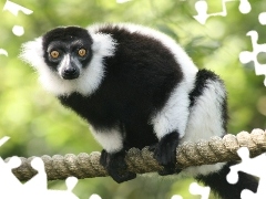 Na, Linie, Lemur