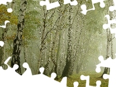 Liście, Mgła, Las, Jesień, Brzozowy