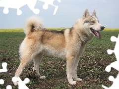 Łajka zachodniosyberyjska