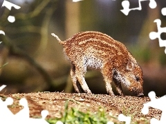 Dzik, Młody