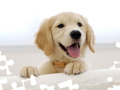 Golden, Retriever, Piesek