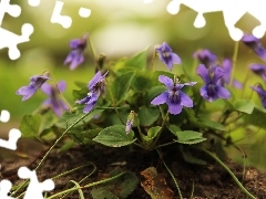 Liliowe, Kwiaty, Fiołki Wonne