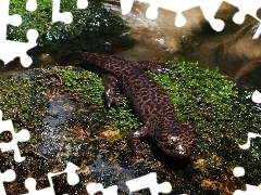 Strumyk, Salamandra