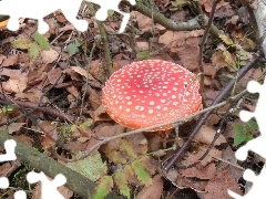 Kropki, Białe, Czerwony, Muchomor