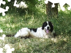 Landseer, leżący