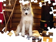 Szczeniak, Siberian Husky