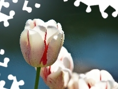 Tulipan, Biały