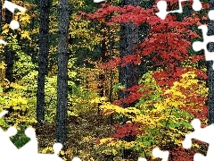 Barwy, Lasu, Jesienne