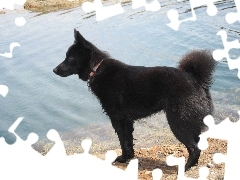woda, Schipperke