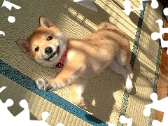 Shiba inu, słodki
