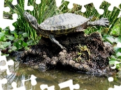 Żółw