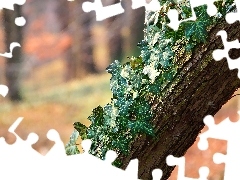 Bluszczem, Porośnięta, Kora, Drzewa