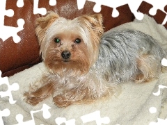Kanapa, Yorkshire Terrier