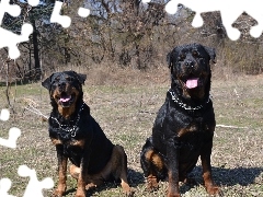 Rottweilery, Kolczatka, Dwa