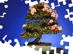 Drzewko bonsai