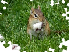 Trawa, Chipmunk