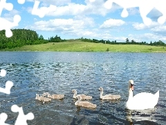 Chmury, Drzewa, Łabędzie, Jezioro
