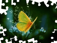 Motyl, Skrzydła, Kwiat