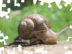 Rogi, Ślimak