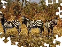 Zebry, Trawy, Paski