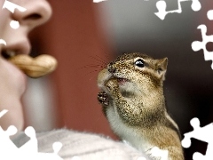 Dziewczynka, Orzeszek, Chipmunk