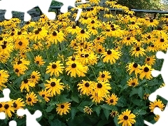 Rudbekie Goldsturm, Kwitnące