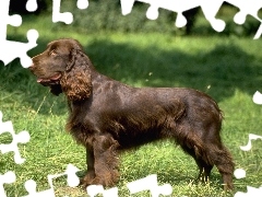 brązowe, umaszczenie, Field spaniel