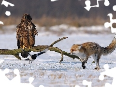 Lis, Sroka, Orzeł