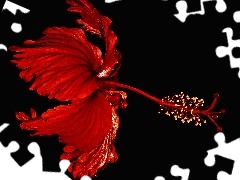 Czerwony, Hibiskus, Kwiat