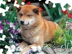 kwiaty, Shiba inu