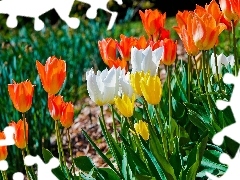 Tulipany, Kolorowe