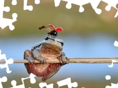 Biedronka, Żaba