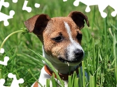 Trawa, Jack Russel Terrier