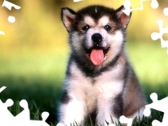 Trawa, Husky